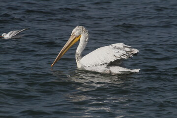 Fototapeta na wymiar pelican