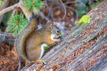 Naklejka na ściany i meble Squirrel eating at Yellowstone national park. USA.