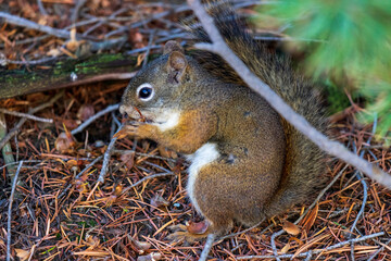 Squirrel eating at Yellowstone national park. USA.
