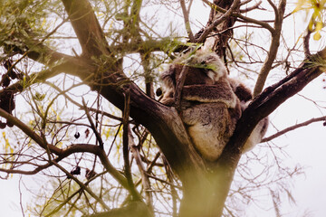 Koala resting in a tree with its joey. 