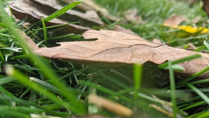 mushroom in the grass