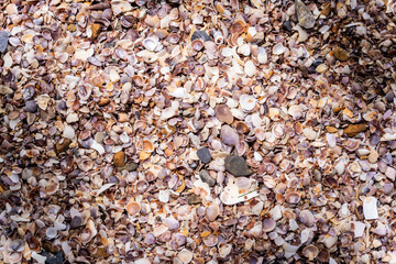 Beach full of shells on the ocean side