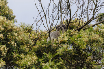 Koala resting in a tree with its joey. 
