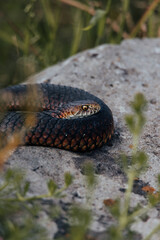 Red-bellied black snake sunbathing on a rock