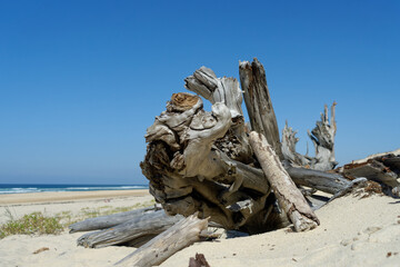 Fototapeta na wymiar scenery with beach grass and driftwood at atlantic beach. biscarrosse plage