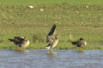 Graylag Geese. Anser anser