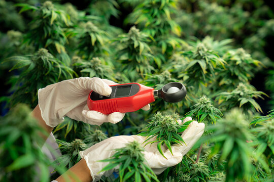 Scientist is measuring light by light meter on gratifying cannabis plants and buds in a medicinal indoor cannabis farm using a thermometer and hygrometer. Concept of cannabis farm in grow facility