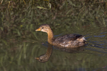 Pied-billed Grebe. Podilymbus podiceps