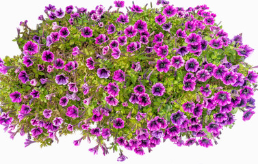 Large bush of decorative pink street flowers petunia on a white background
