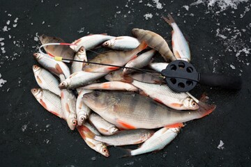 Winter fishing on the river, roach and perch fishing.
