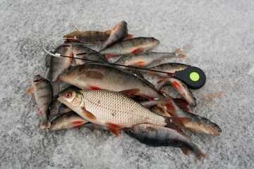 Winter fishing on the river, roach and perch fishing.
