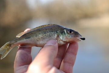 Spring fishing on the river, catch. 