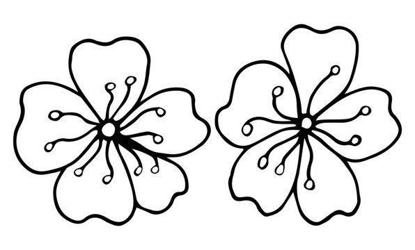Sakura graphic flower black white isolated sketch set illustration vector