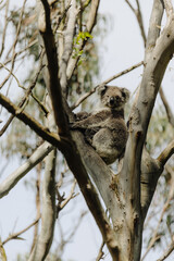Koala resting in a tree with its joey. 