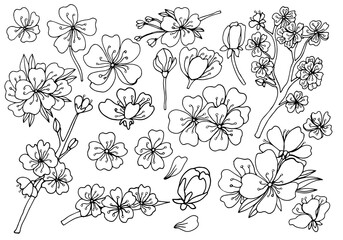 Set of isolated sakura styles. Cute hand drawn flower vector illustration in black outline and white plane on white background. © Rina Design