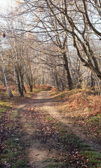 Beautiful forest scenery during golden autumn