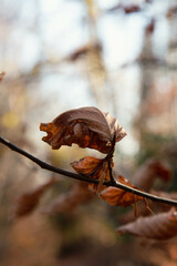 Beautiful forest scenery during golden autumn