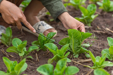 Carved vegetables, small trees, medium trees, large trees ready to be cut. Cutting is available in both green and purple colors that are fertile, strong, beautiful, organic without fertilizers.