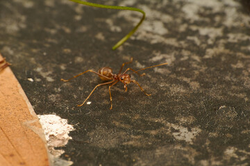 The Mini World of Ants