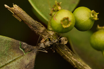 The Mini World of Ants