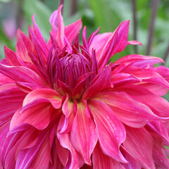Dahlia 'Penhill Dark Monarch' in flower.