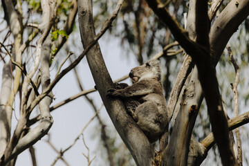 Koala resting in a tree with its joey. 
