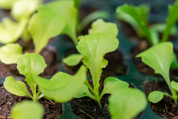 Carved vegetables, small trees, medium trees, large trees ready to be cut. Cutting is available in both green and purple colors that are fertile, strong, beautiful, organic without fertilizers.
