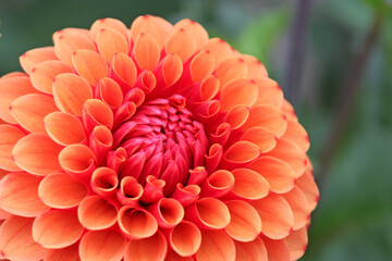 Dahlia 'Brown Sugar' in flower.