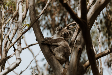 Fototapeta na wymiar Koala resting in a tree with its joey. 
