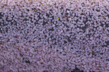 Cherry blossom petals floating on the water at the Fujiwara Palace Ruins, Takadono-cho, Kashihara City, Nara Prefecture.