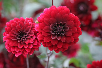 Dahlia 'Karma Choc' in flower.