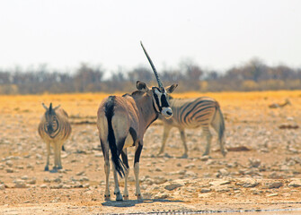 Gemsbok Oryx standing on the African Plains with two out of focus zebra in the background.  He only has one horn, and the other was probably broken in a previous battle