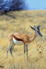 Isolated Springbok Antelope standing on the dry yellow Plains in Etosha National Park, Namibia