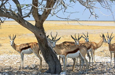 Herd of Springbok standing under a tree shading from the hot midday sun, against a natural plains background.