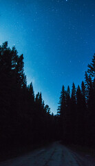 long exposure night landscape with trees