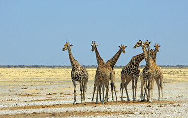 Memory of Giraffe standing with necks entwined  on the vast open African Plains, with trees on the horizon