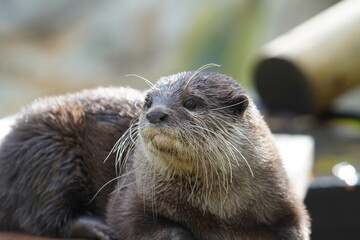 Asian small clawed otter