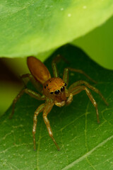The Mini World of Spider