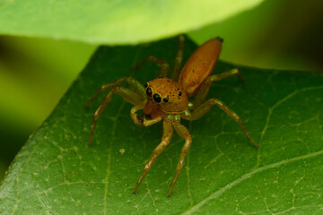 The Mini World of Spider