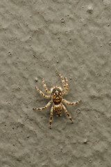 The Mini World of Spider