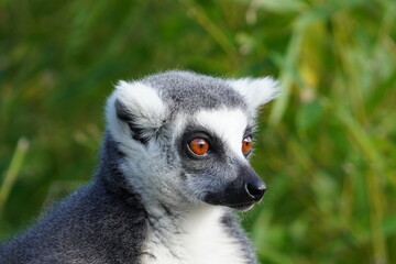 Ring tailed lemur