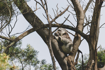Koala resting in a tree with its joey. 