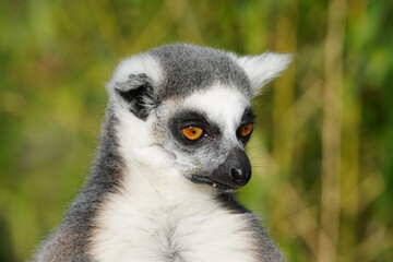 Ring tailed lemur