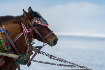 horse in winter