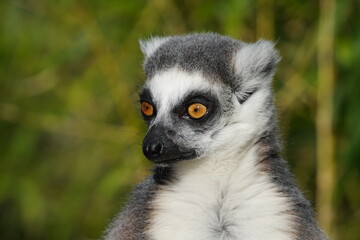Ring tailed lemur