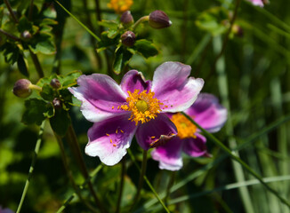 Fototapeta premium Close-up shot of a violet flower in a garden. 