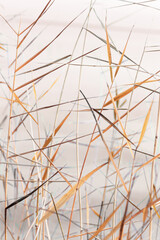 Abstract natural monochrome background of chaotic dry leaves of reeds on blurred beige fon. Autumn leaves of pampas grass, nature background. Dry reeds boho style. Close up stems of tall grass