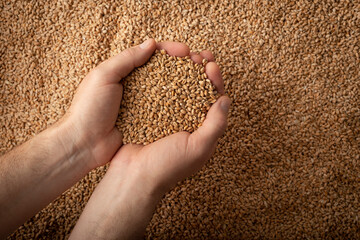 Human caucasian handfuls with wheat kernels over grain background