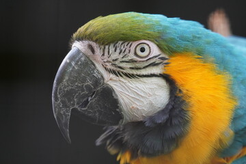 Blue and yellow macaw