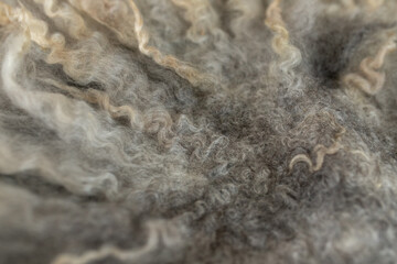 Close up of Sheep Wool in Natural Color